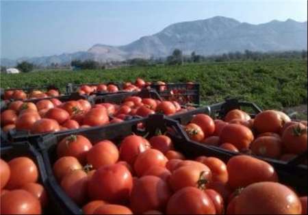 دولت ۹۰ درصد طلب گوجه کاران جنوب کرمان را پرداخت کرد