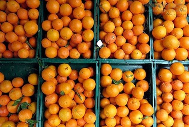 ۴ هزارتن؛ توزیع پرتقال برای تنظیم بازار شب عید