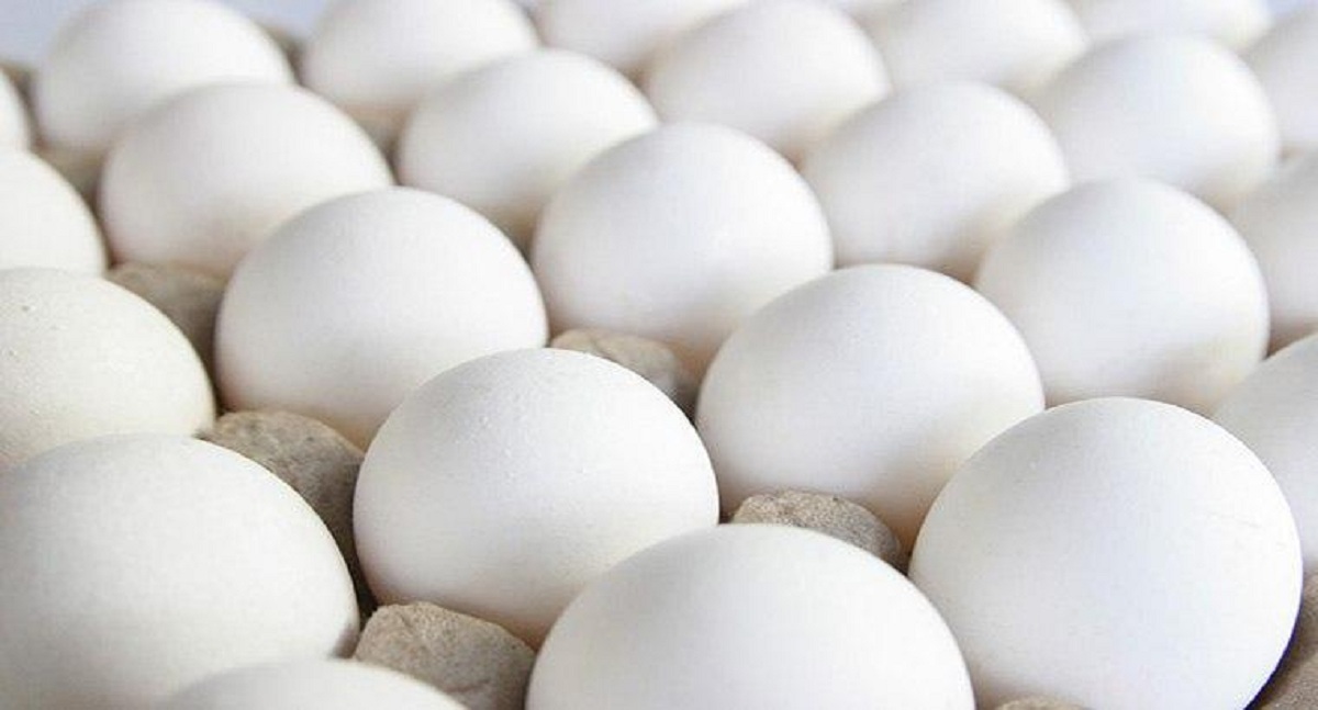 عوارض ۳۵۰۰تومانی برای صادرات هر کیلو تخم مرغ