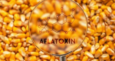 روشی مولکولی برای تشخیص آفلاتوکسین در مواد غذایی