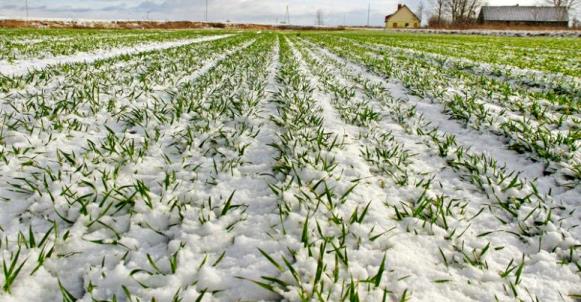 هوای برخی استان ها سرد می شود / احتمال یخ زدگی محصولات کشاورزی