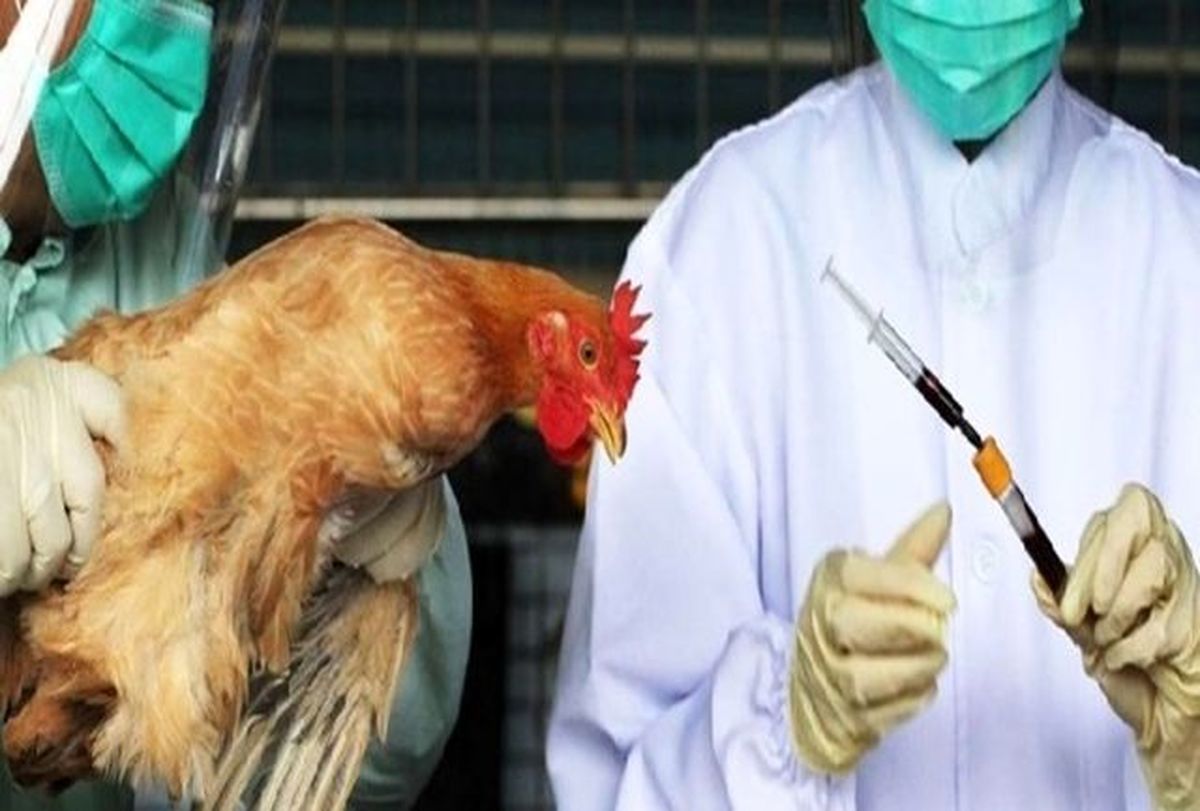 در کشور بیماری آنفلوانزای فوق حاد پرندگان نداریم
