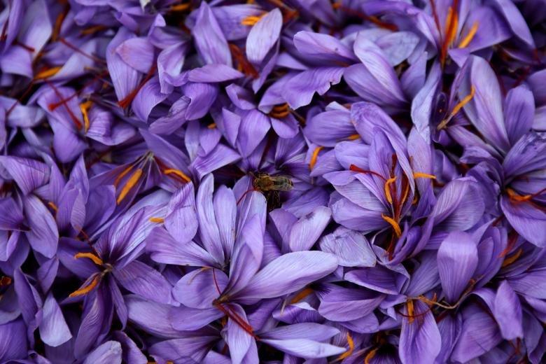 بهبود کیفیت تولید زعفران در مسیر بورس‌کالا/ دیگر شاهد ضایع شدن حق زعفران‌کاران نیستیم