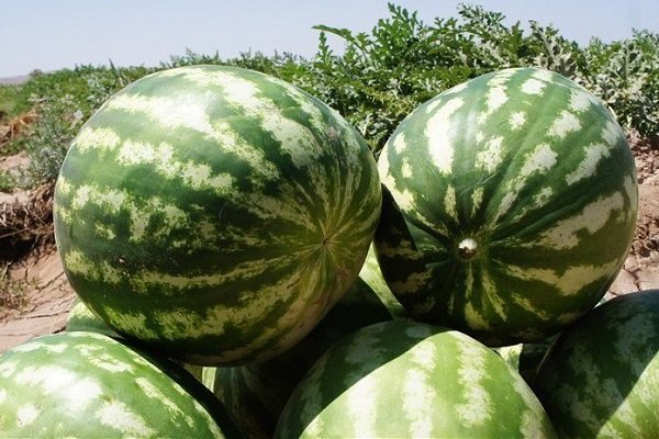 وزارت جهاد درباره هندوانه‌های مرجوعی توضیح داد