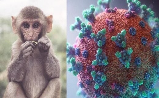 شناسایی اولین مبتلا به «آبله میمون» در  امارات