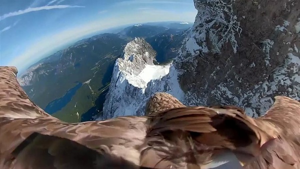 عقاب‌ها هنگام پرواز رشته کوه آلپ را چگونه می‌بینند؟ +فیلم