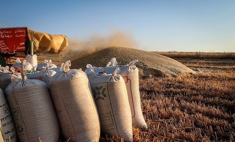 افزایش نرخ دلار باعث خروج ۶هزار تن گندم از کشور شد