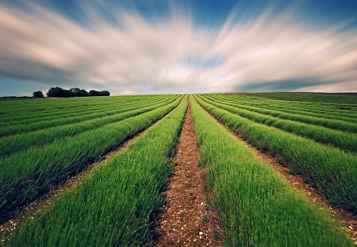 کاهش ۴۰ درصدی هزینه تولیدات کشاورزی با روش تراریخته 