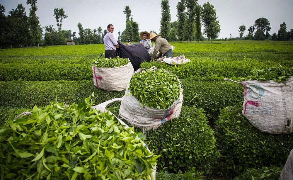 کاهش ۲۴درصدی تولید چای در کشور/ ۱۱۳میلیارد تومان از مطالبات چایکاران پرداخت شد
