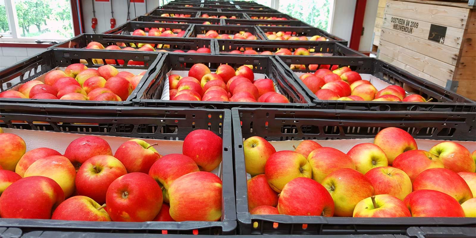 عدم پذیرش سیب ایرانی از سوی هند و سرگردانی ۷۰۰ کانتینر در بندرعباس! / آیا پرونده هندوانه های صادراتی به ترکیه تکرار می شود؟