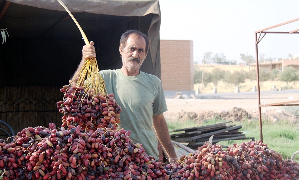 ۲۰درصد تجارت جهانی خرما در قبضه ایران