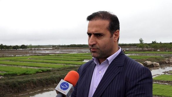 
۱۷۰ میلیارد ریال غرامت برنج در استان مازندران پرداخت شد