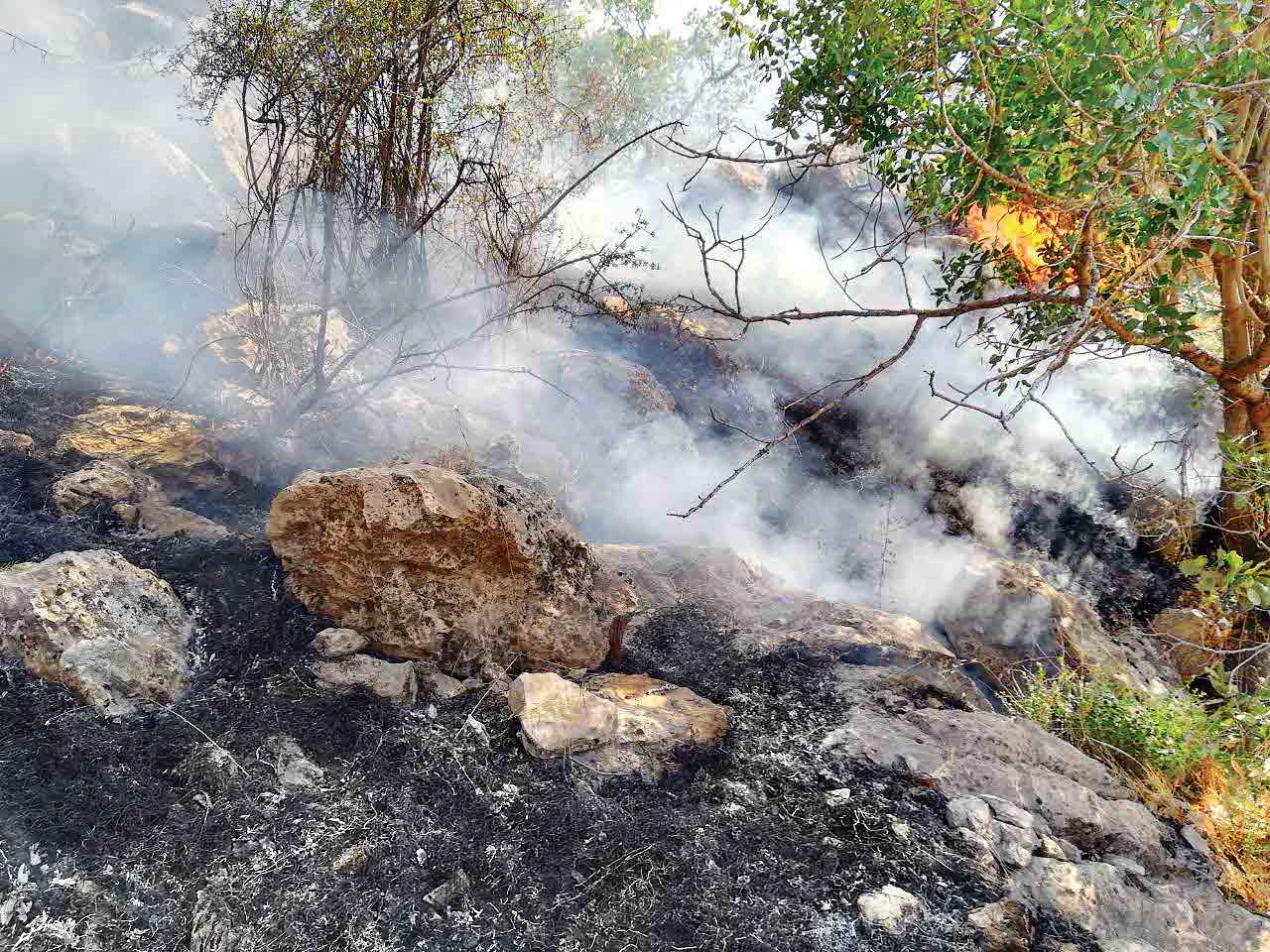 نوشدارو برای جنگل‌های ‌سوخته گچساران
