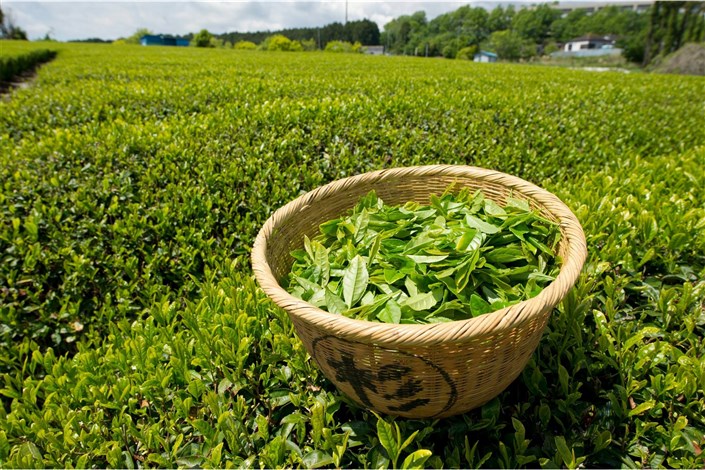 چای‌های تاریخ مصرف‌گذشته دبش روی هوا / دولت به فکر واردات چای از سریلانکا در مقابل طلب نفتی!