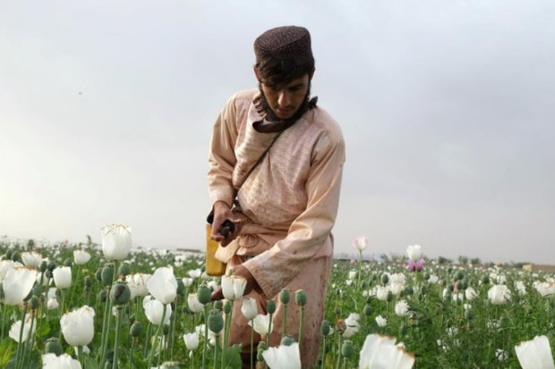 کشاورزان افغانی دوباره تریاک کشت می‌کنند