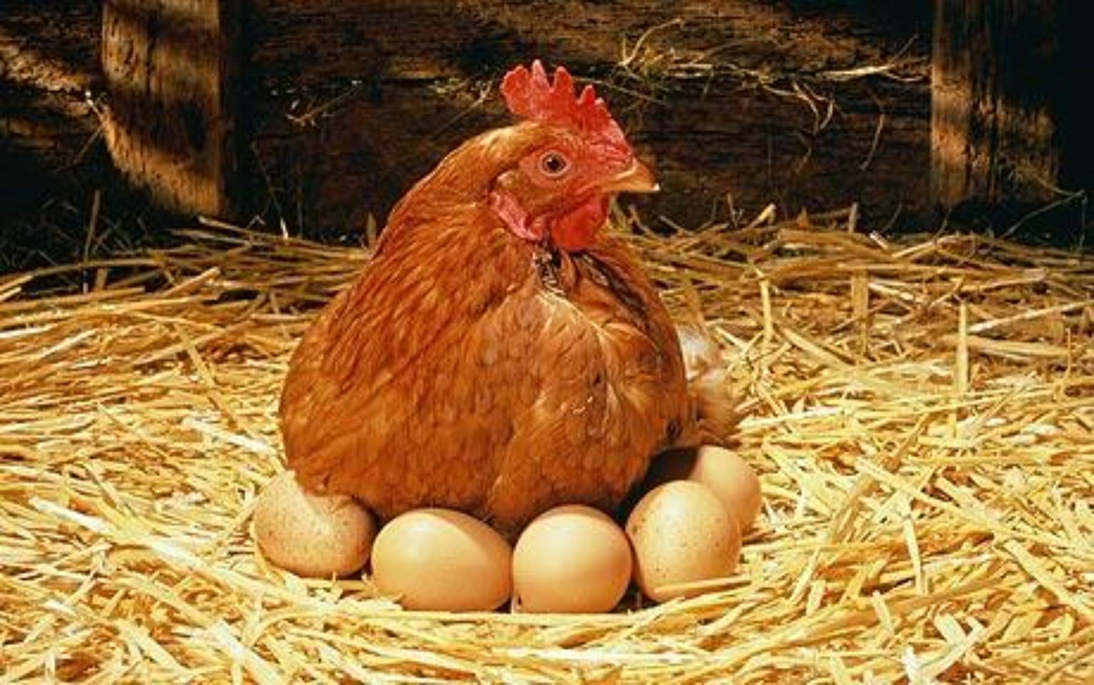 مرغ‌های تخم گذار در آستانه کشتار