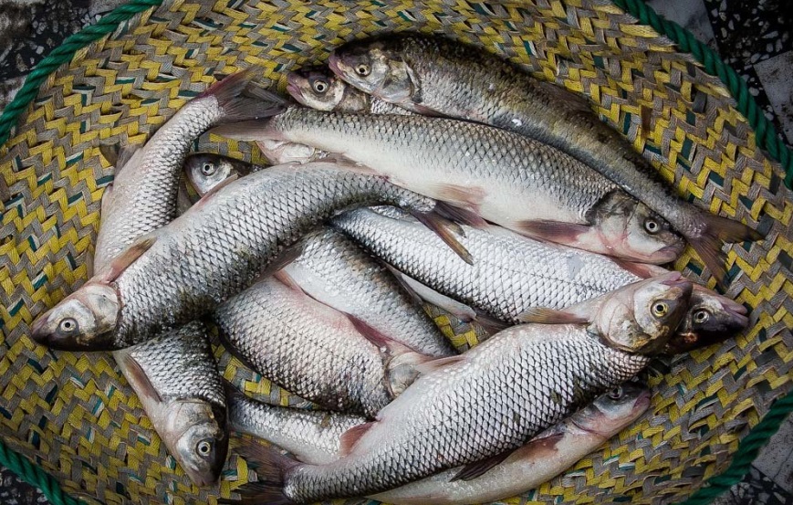 اصلاح نژاد ماهی قزل‌آلا با همکاری فائو/ از خروج سالانه 5میلیون دلار ارز جلوگیری می‌شود