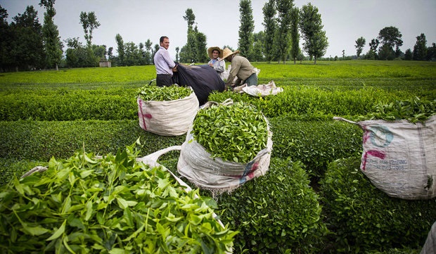 برخورد با تغییر کاربری باغات چای