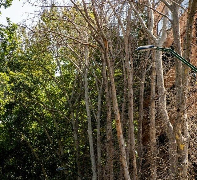 آغاز پیگیری های داستانی درباره خشکاندن درختان خیابان ولیعصر