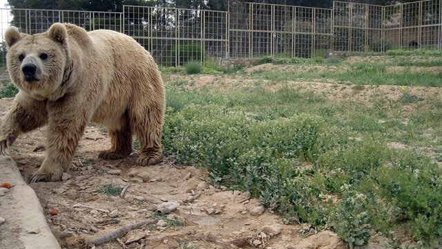  وضعیت غم انگیز یک خرس بینوا در باغ وحش ارومیه + فیلم
