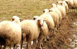 عرضه ۲۷۰ هزار گوسفند برای تنظیم بازار تاسوعا و عاشورا