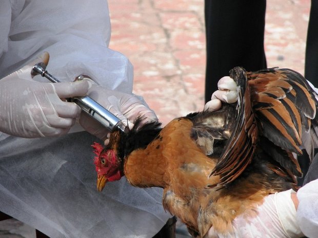 شیوع آنفلوانزای پرندگان مانع حضور مرغداران در نمایشگاه شد
