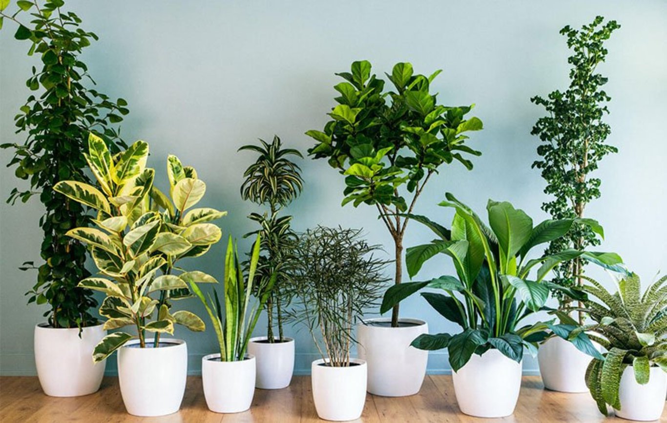چه گلدانی برای گیاهان آپارتمانی مناسب است؟