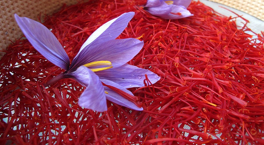 سهم اندک ۲.۵درصدی از بازار جهانی زعفران به رغم رتبه نخست تولید /  چرا زعفران ایرانی به این روز افتاد؟