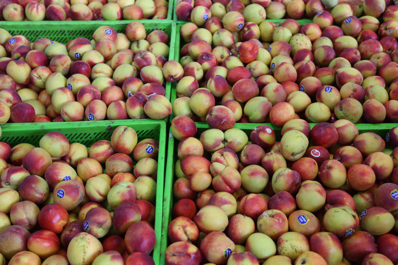 قیمت میوه یک‌ساله ۶۷درصد جهش کرد