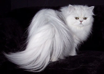 گربه ایرانی؛ چهارمین گربه گران دنیا +عکس
