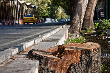 فاضلاب، پساب بیمارستانی و آب زیاد؛ عامل گندیدن ریشه‌های درختان ولیعصر/ احتمال قطع جریان 24ساعته آب در حاشیه خیابان