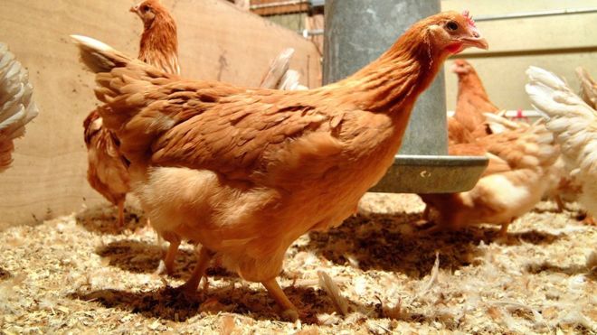 این مرغ‌ها تخم ضد سرطان می‌گذارند