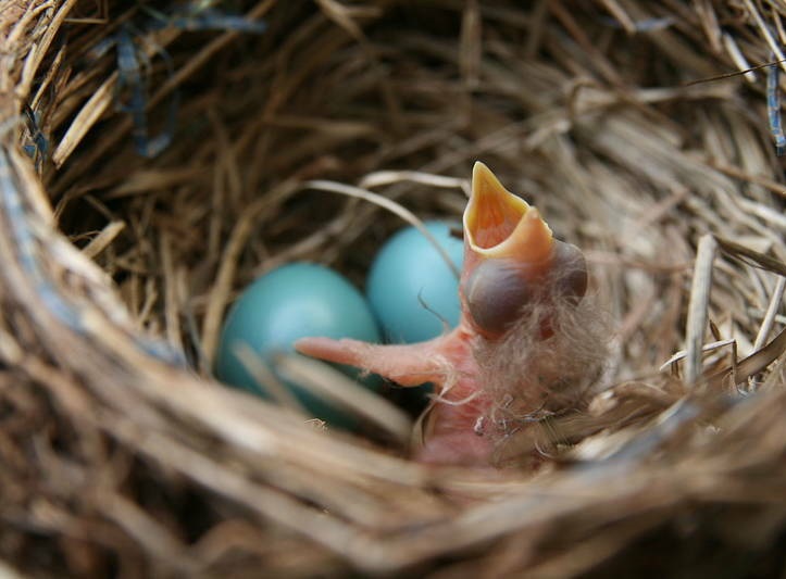 پرنده‌ای منحصربفرد با تخم فیروزه‌ای +عکس