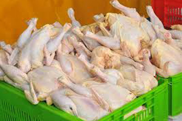 مذاکره با کشورهای حاشیه خلیج فارس برای صادرات مرغ