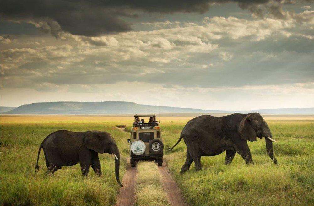 عبور از میان فیل‌ها در عکس روز نشنال جئوگرافیک +عکس