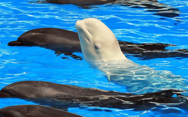 نهنگ‌ سفید حرف زدن را یاد می‌گیرد