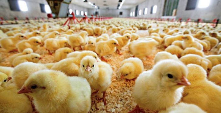 تعدیل قیمت مرغ با واردات جوجه یکروزه از ترکیه