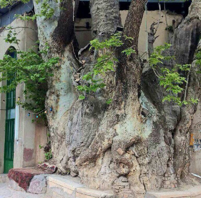 درختی ١٥٠٠ساله در قم +عکس