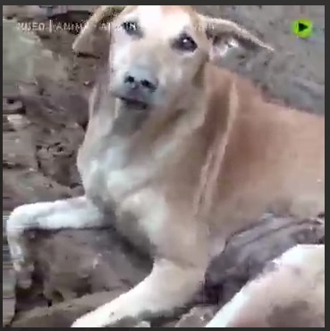 ویدیویی دیدنی از مهر مادری یک سگ