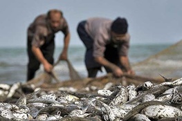 سرانه مصرف ماهی در ایران چقدر است؟