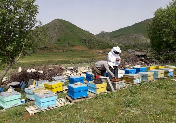 
زنبورداران توانایی پرداخت حق بیمه خویش فرما را ندارند