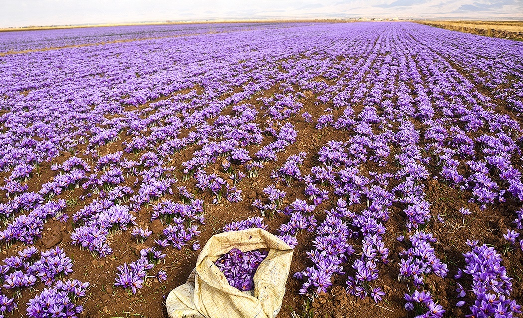 افزایش  ۱۵درصدی صادرات زعفران