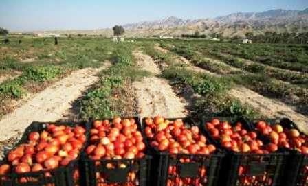 گوجه فرنگی بوشهر از سکه افتاد