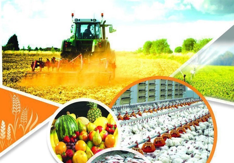 آینده روشن رینگ محصولات کشاورزی در سال۹۷