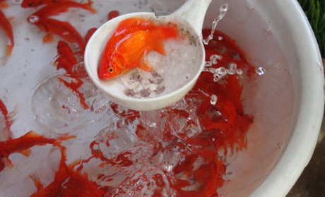 ماهی قرمز را از مراکز مجاز بخرید
