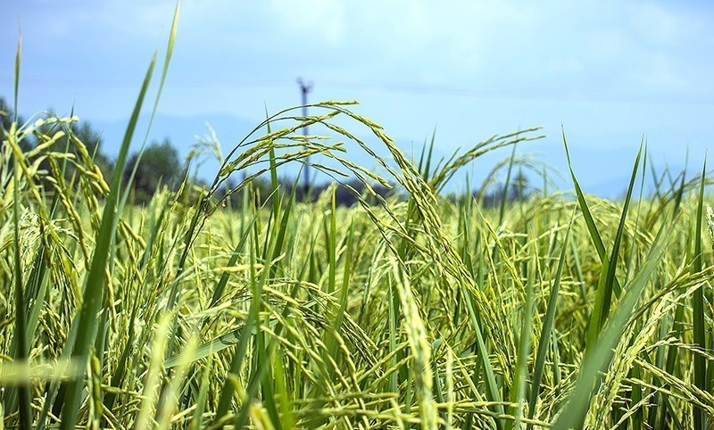 ۱۸درصد؛ کاهش کشت برنج