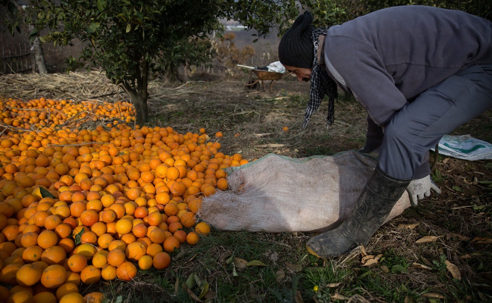 صادرات پرتقال به رودخانه و دریا