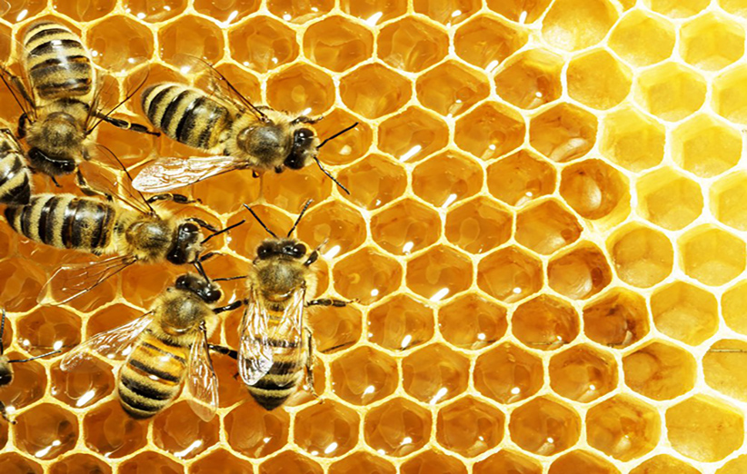 تولید عسل تقلبی بدون دخالت زنبور عسل! +فیلم 
