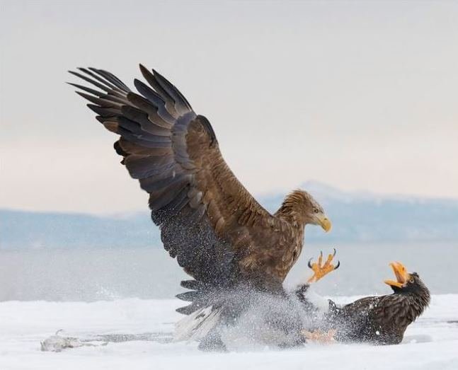 جنگ عقاب‌ها در عکس روز نشنال جئوگرافیک