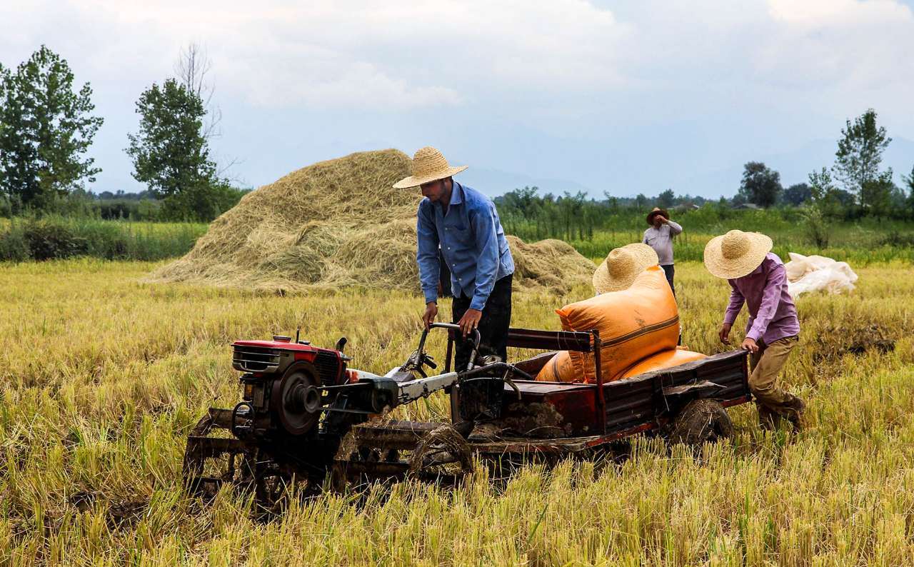 مخالفت مجلس با ممنوعیت کشت برنج